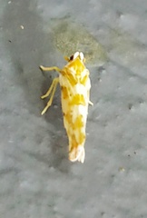 Kamendaka