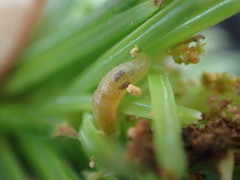 Zeiraphera canadensis