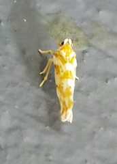 Kamendaka