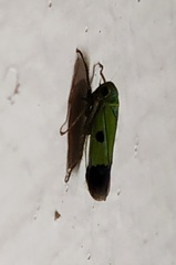 Nephotettix nigropictus