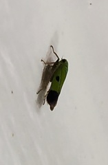 Nephotettix nigropictus