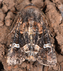 Lacinipolia stricta
