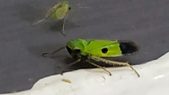 Nephotettix nigropictus