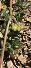 Tribulus terrestris