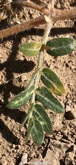 Tribulus terrestris