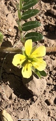 Tribulus terrestris