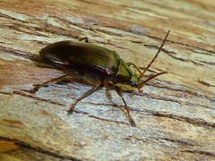 Tanychilus metallicus