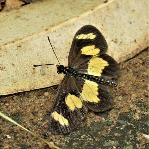 Yellow-banded Amber