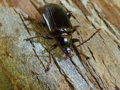Tanychilus metallicus