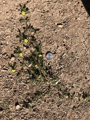 Tribulus terrestris