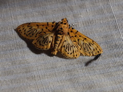 Polygrammodes runicalis