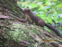 Sciurus deppei