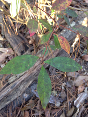 Ditrysinia fruticosa