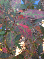 Ditrysinia fruticosa