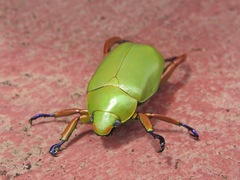 Chrysina macropus