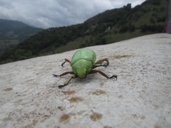Chrysina macropus