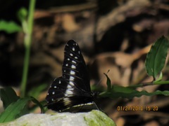 Catasticta flisa flisa