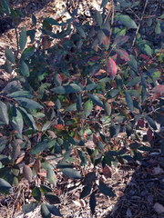 Ditrysinia fruticosa