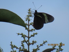 Pereute charops charops