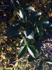Ligustrum lucidum