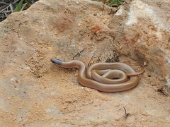 Tantilla nigriceps