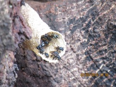 Scaptotrigona mexicana