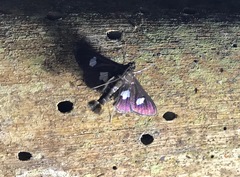 Diaphania exclusalis