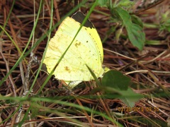 Abaeis salome jamapa