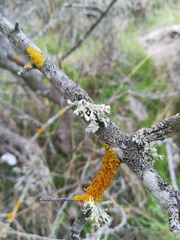 Ramalina canariensis