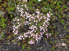 Andromeda polifolia polifolia