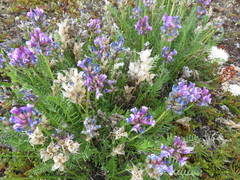 Oxytropis borealis
