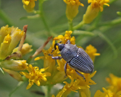 Odontocorynus