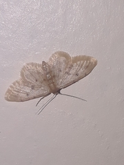 Idaea bonifata