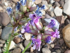 Oxytropis borealis