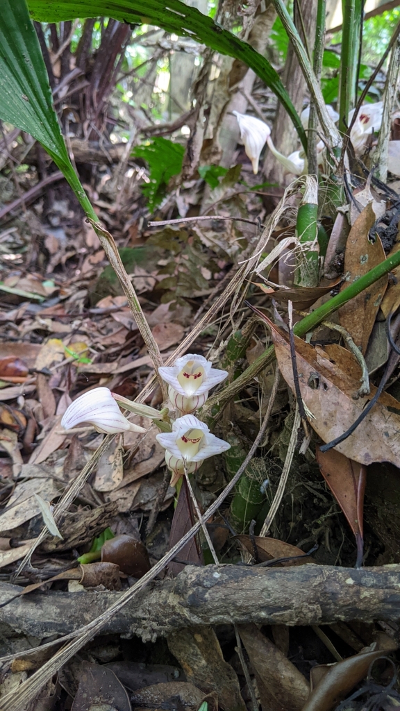 Acanthophippium striatum