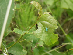 Phyllobius maculicornis