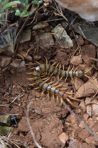 Mediterranean Banded Centipede