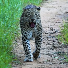 Panthera pardus fusca