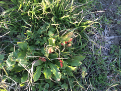 Angiospermae
