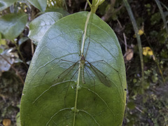 Chlorotipula