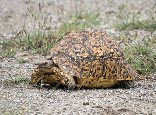 Stigmochelys pardalis