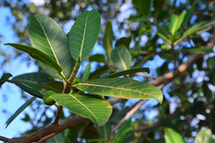 Ficus crocata