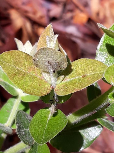 Myrcia albotomentosa