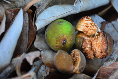 Ficus crocata