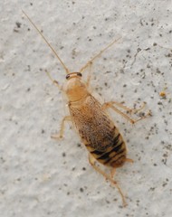 Ectobius pallidus