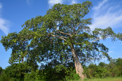 Ficus crocata