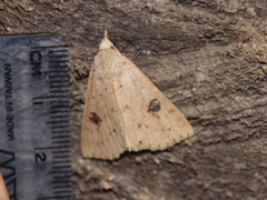 Scolecocampinae