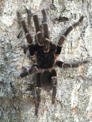 Cyrtopholis portoricae