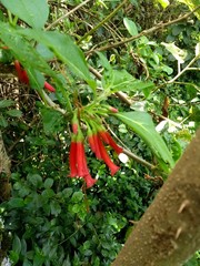 Iochroma fuchsioides