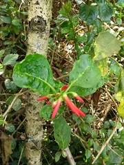 Iochroma fuchsioides
